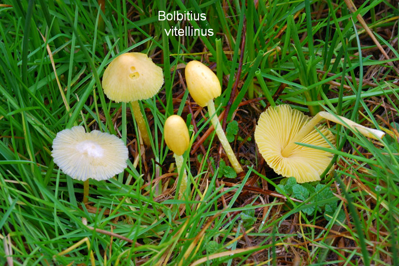 Bolbitius titubans-amf272-jpg.jpg - Bolbitius titubans ; Syn1: Bolbitius vitellinus ; Syn2: Bolbitius boltonii ; Nom français: Bolbitie jaune d'oeuf